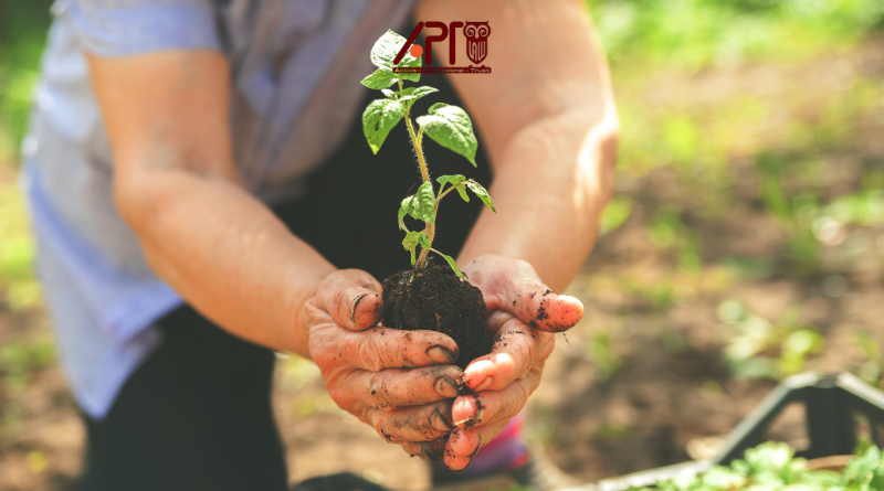 Chuyển giao bắt buộc quyền sử dụng giống cây trồng: Doanh nghiệp cần chuẩn bị hồ sơ gì?